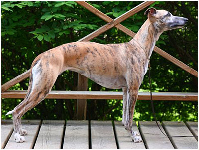 Tiger's Chaos All Ears