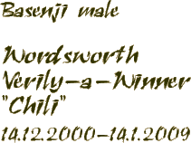 Basenji male - Wordsworth Verily-a-Winner 14.12.2000 - 14.1.2009