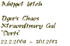 Whippet bitch - Tiger's Chaos Xtraordinary Gal 22.2.2004 - 30.1.2013