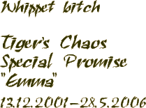 Whippet bitch - Tiger's Chaos Special Promise - 13.12.2001-28.5.2006