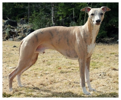 Emeritus Experience Dominija