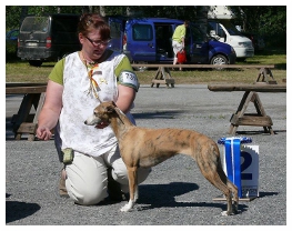 Tiger's Chaos Nonstop Plaudite