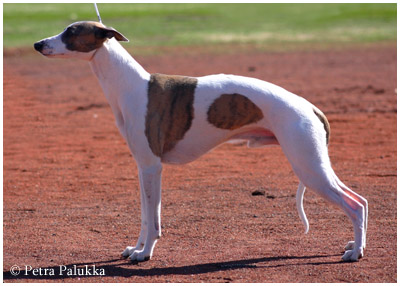 Tiger's Chaos Xtralite Mate