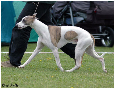 Tiger's Chaos Xtralite Mate 4.6.2005