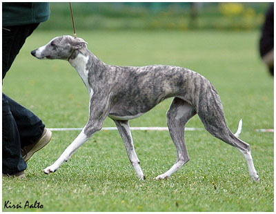 Boxing Helena's Dark Desire at 12 months of age