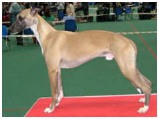 Tiger's Chaos Supa Snoopa, Kuva: Johanna Isoviita