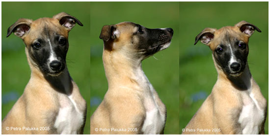 Tiger's Chaos Supa Snoopa - Photos: Petra Palukka