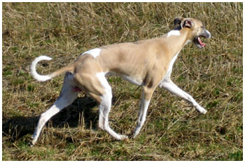 Replica's A Tiger Python May 2006