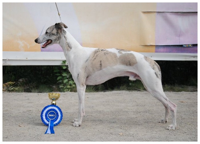 Tiger's Chaos All In One