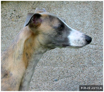 Tiger's Chaos Xtrafit Plaudite in June 2006