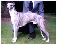 Boxing Helena's XLNT Man