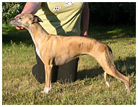 Tiger's Chaos Special Plaudite