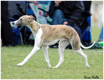 Boxing Helena's B Supa Chaos 4.6.2005