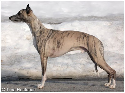 Tiger's Chaos All Stars