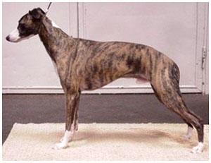 Plaudite Night Sky at 15 months of age