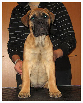 Chalfs Miss Remarkabull