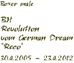 Boxer male - Revolution vom German Dream 30.4.2005 - 23.4.2012