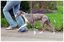 Boxing Helena's XLNT Man