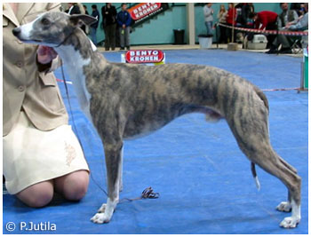 Boxing Helena's XLNT Man 5,5 years