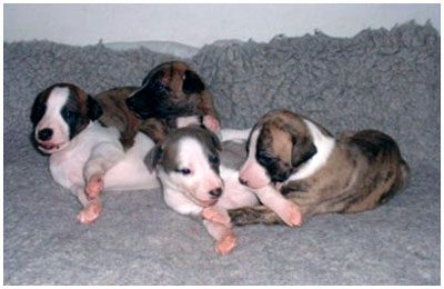 The girls of Special-litter