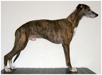 Plaudite Night Sky 5,5 years