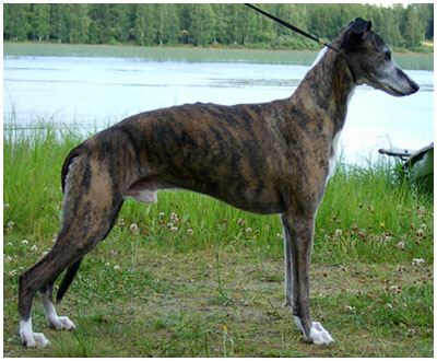 Plaudite Night Sky 6,5 years