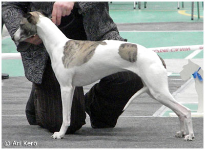 Tiger's Chaos Alltime Plaudite