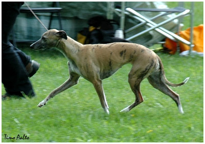 Tiger's Chaos Special Plaudite, kuva: Timo Aalto