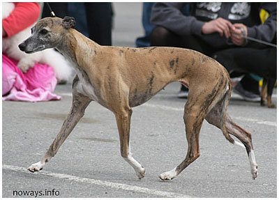 Tiger's Chaos Special Plaudite in 2008