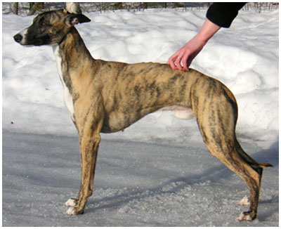 Tiger's Chaos Xtravagant Man at 13 months of age