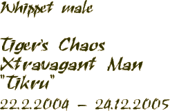 Whippet male - Tiger's Chaos Xtravagant Man - "Tikru" - 22.2.2004 - 24.12.2005