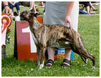 Plaudite Night Sky BIG in J�ms� 29.7.2001