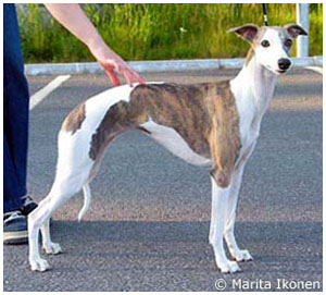 Tiger's Chaos Special Emotion at 18 months of age