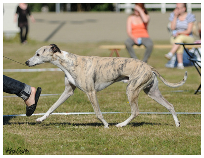 Tiger's Chaos All Or Even More