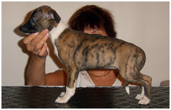 Tiger's Chaos All Smiles