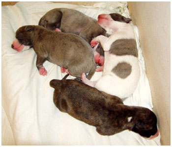 Xtra-litter 23.2. 2004