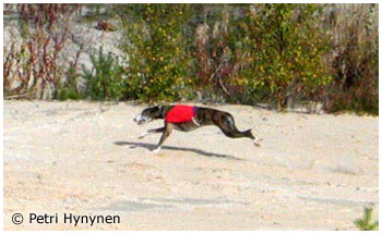 Plaudite Night Sky 10.9.2005